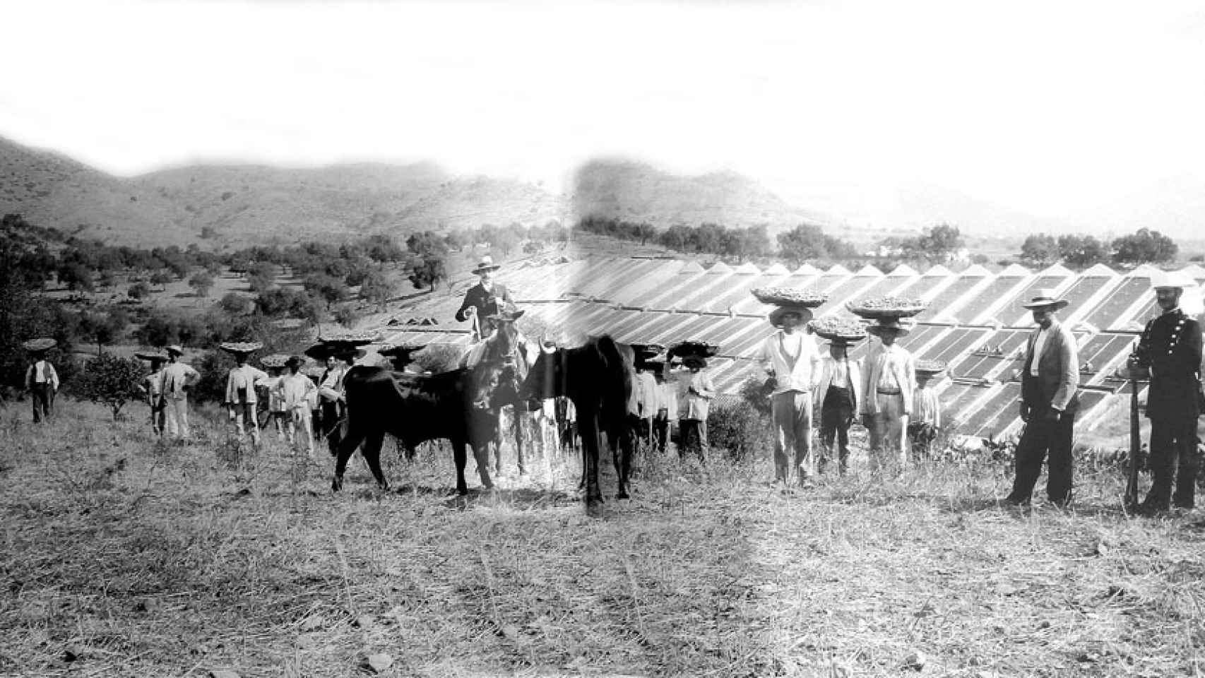 Imagen de la vendimia en los Montes de Málaga a finales del siglo XIX.