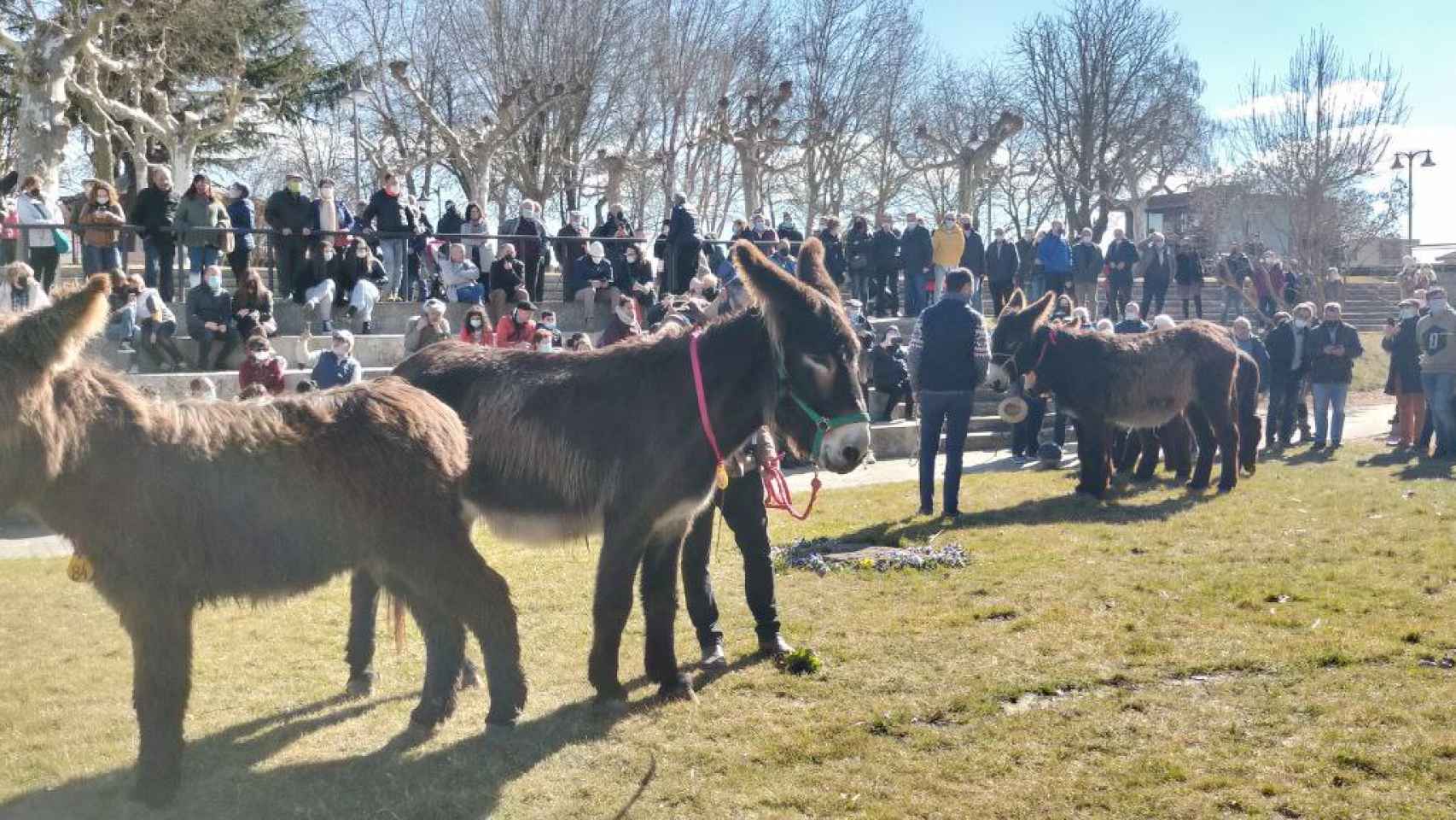 Concurso de burros raza zamorana-leonesa en Valencia de Don Juan