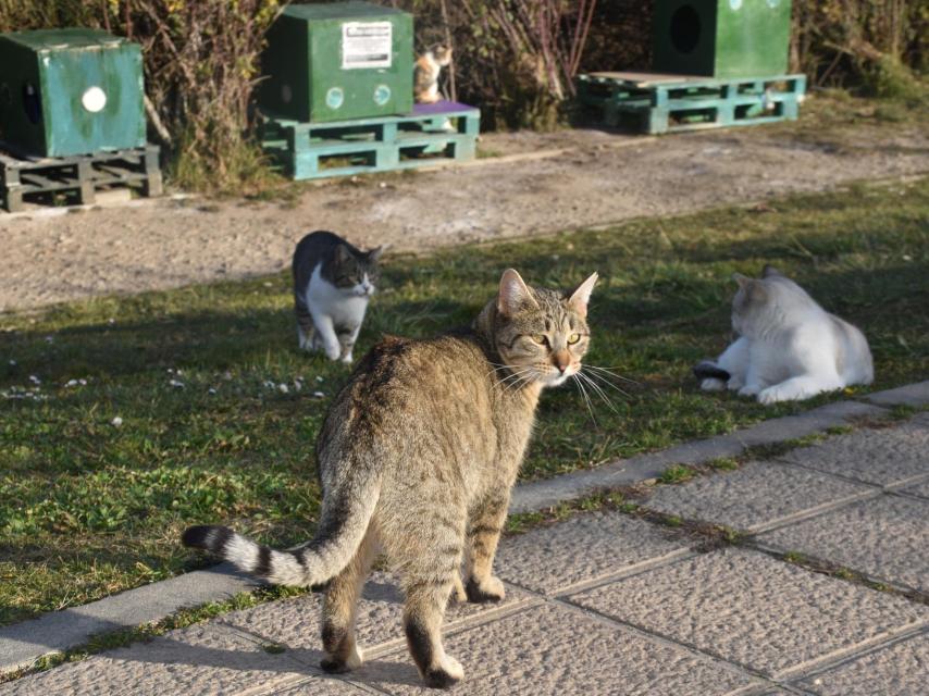 Una colonia de felinos en la zona de El Palero