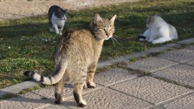 Valladolid, ciudad de los gatos: 130 colonias felinas que hacen de la calle su hogar