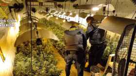 Dos agentes de la Guardia Civil en la plantación de marihuana de Erustes.