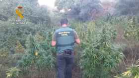 Un agente de la Guardia Civil en una operación contra el cultivo de marihuana.