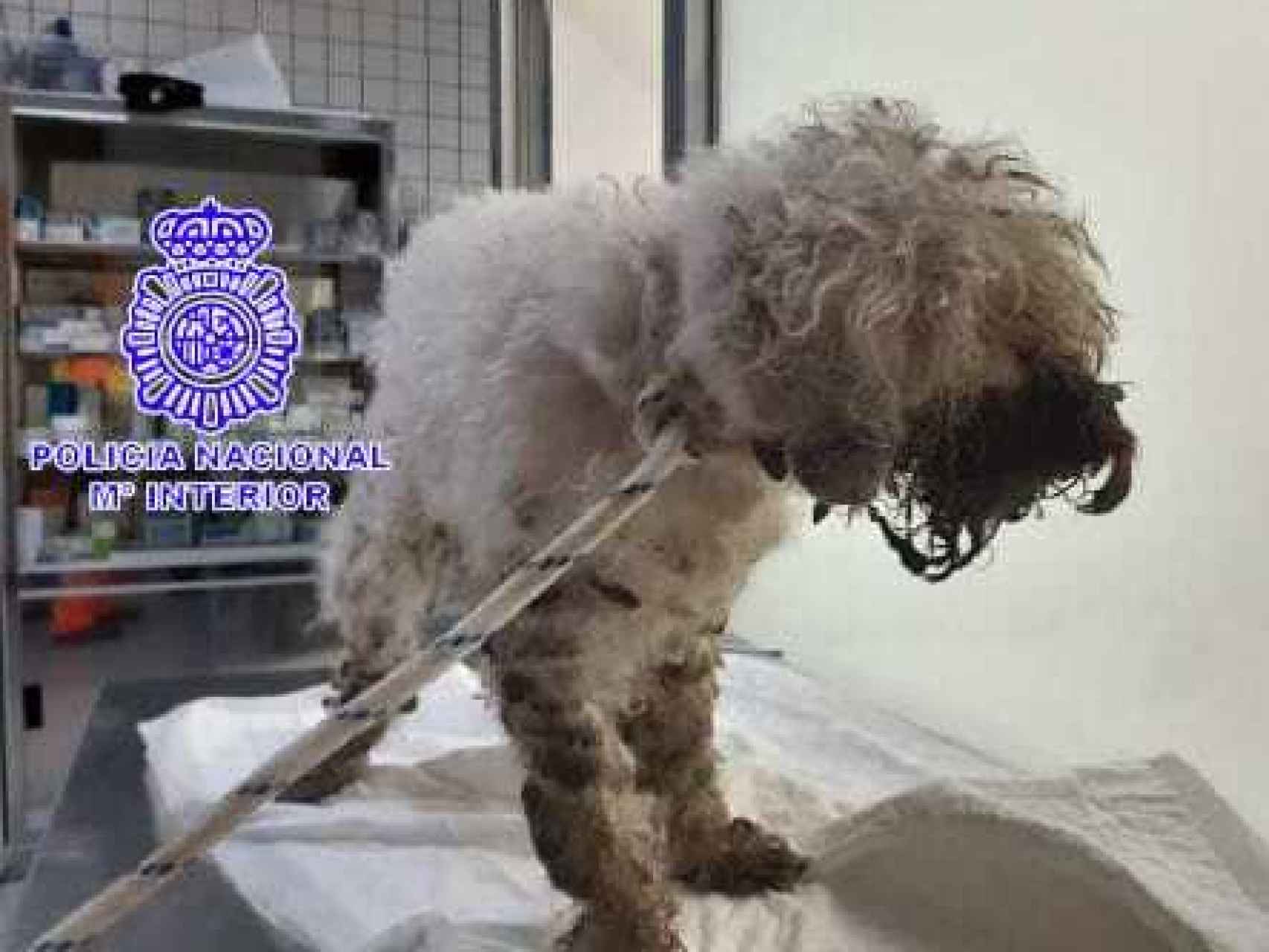 Rescatado un perro con olor nauseabundo, lesiones y que gemía de dolor en Valladolid