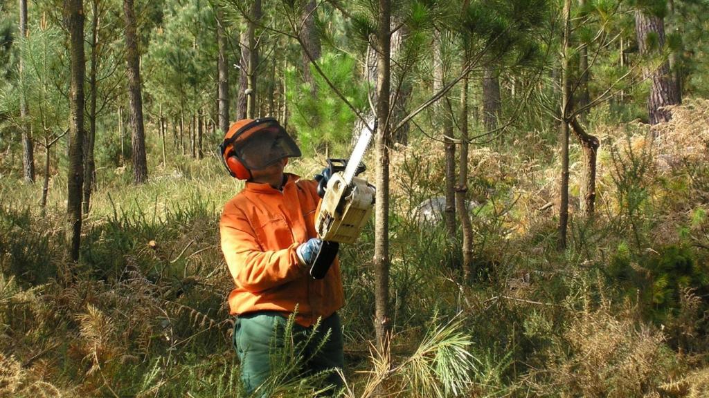 Un trabajador realiza trabajos forestales en un monte gallego.