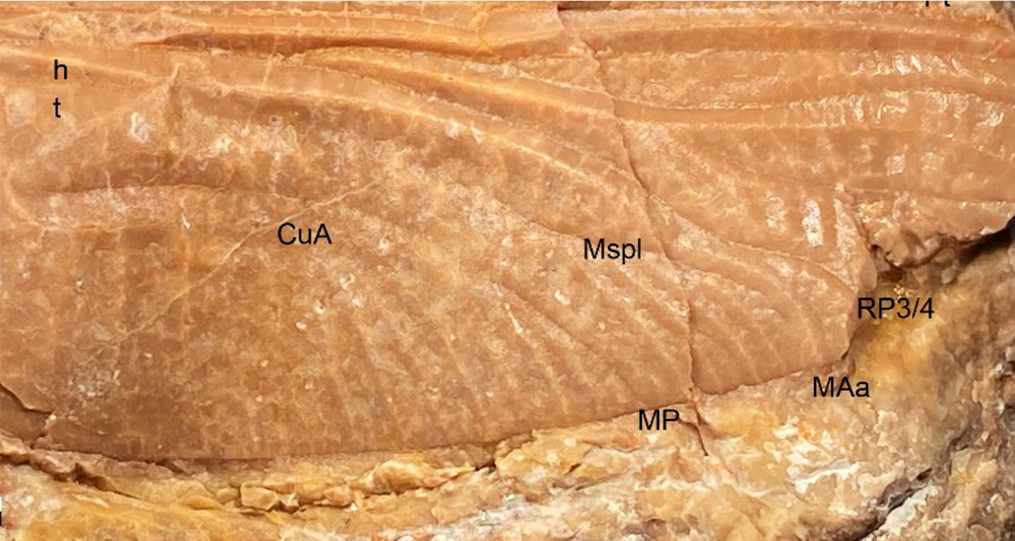 Resto fósil de ala de libélula Cymatophlebia. Foto: Uvigo