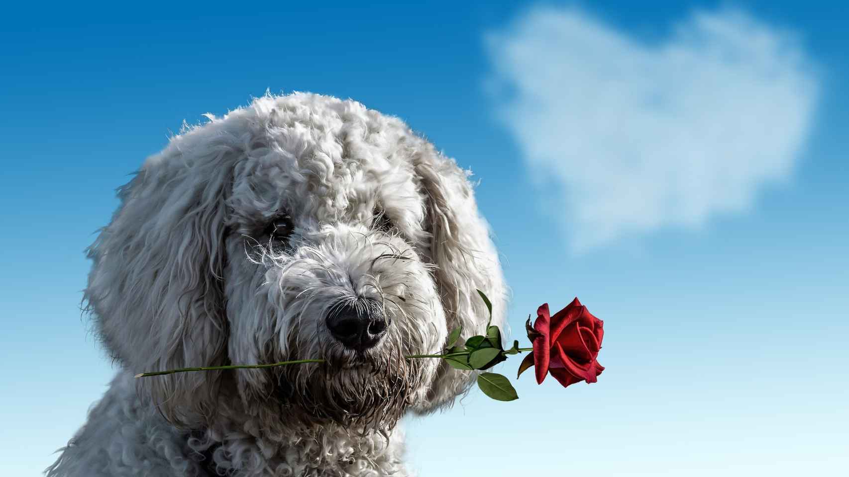 ¿Los perros pueden enamorarse?