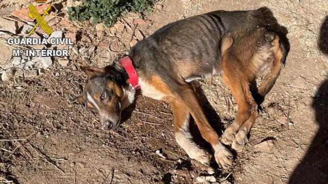 podenco