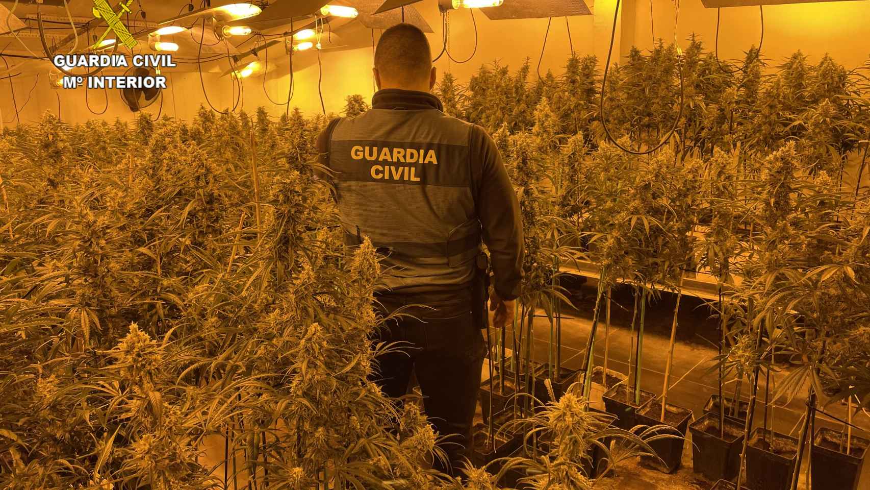 Un guardia civil en la plantación de marihuana descubierta en Hormigos (Toledo).