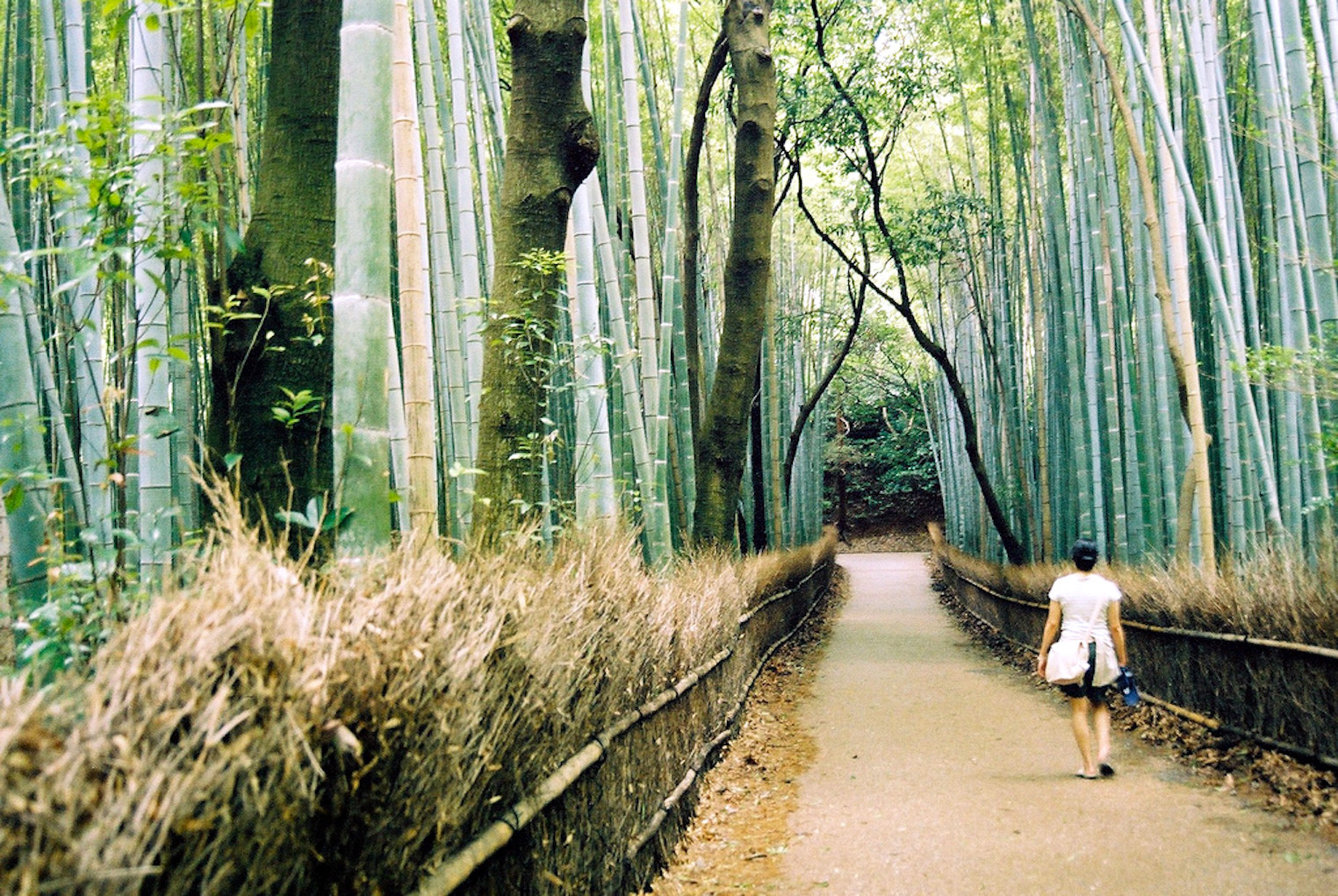 Bosque terapéutico en Japón. Foto: Wikipedia