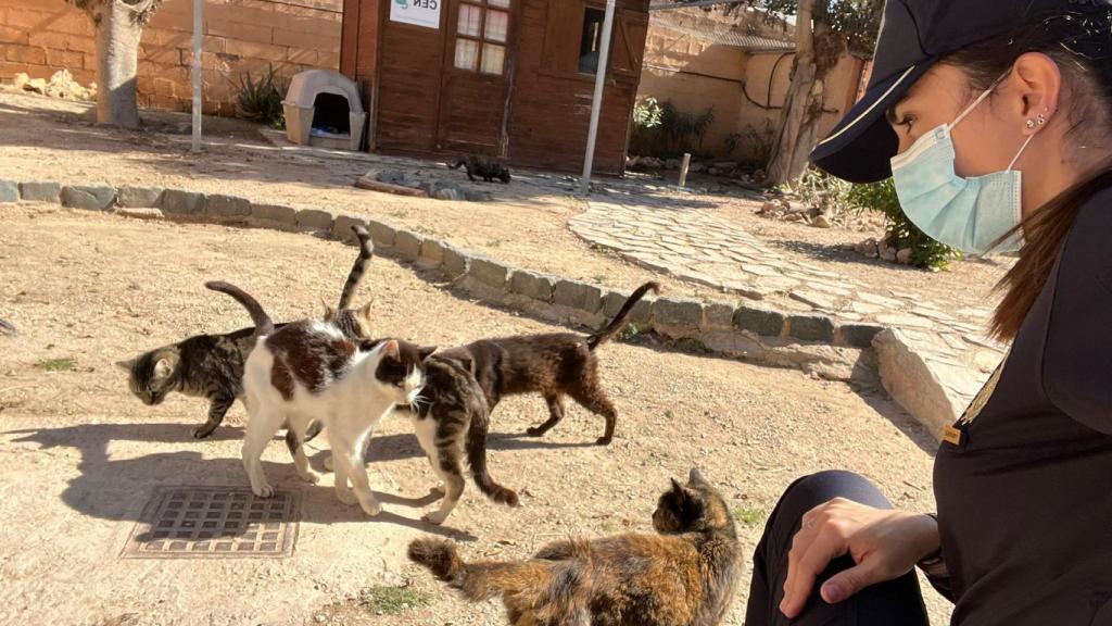 Detenido un hombre en Alicante tras pegar varias patadas a un gato que estaba debajo de su coche