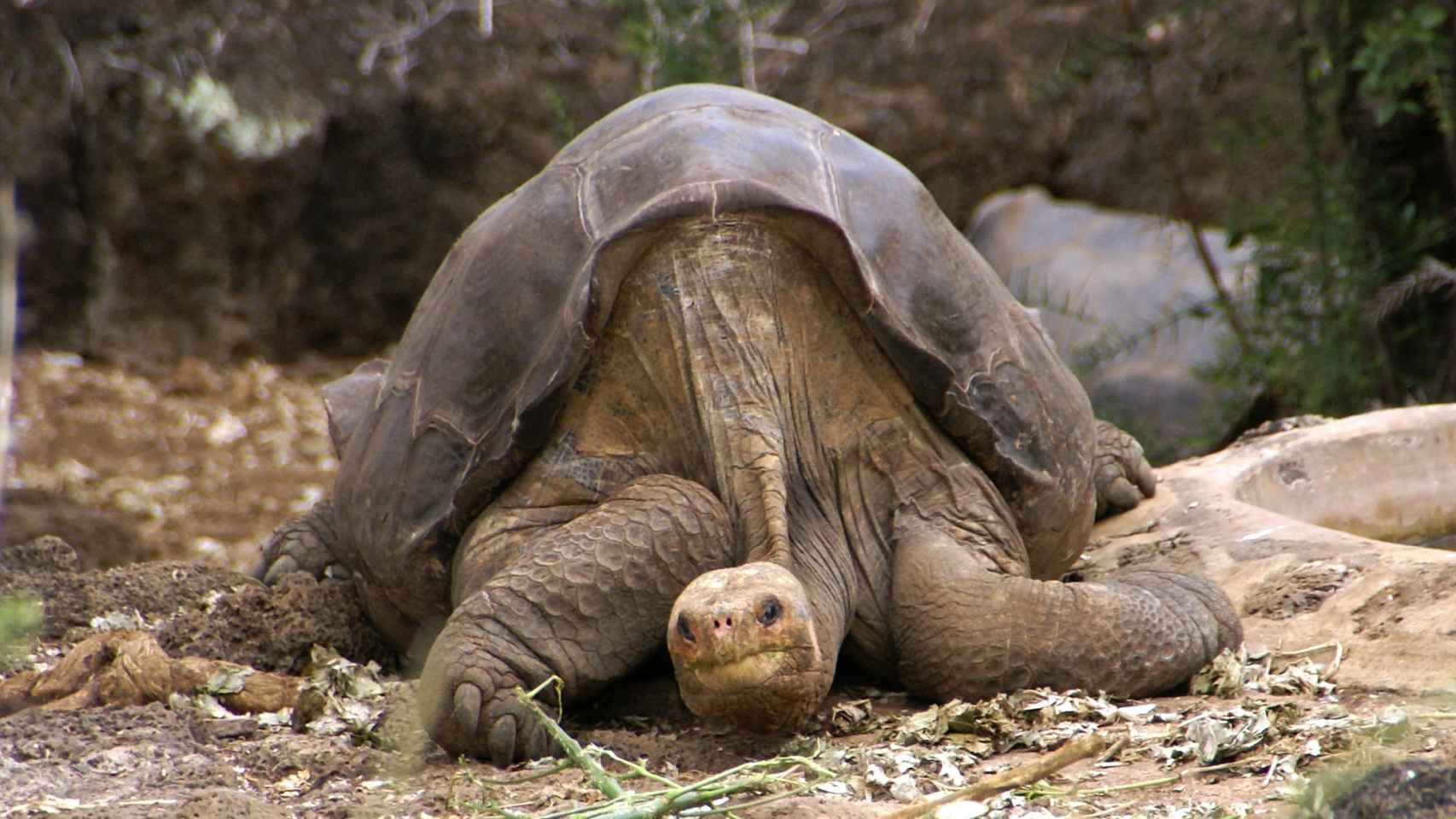 Solitario Jorge, el último ejemplar de tortuga gigante de Pinta