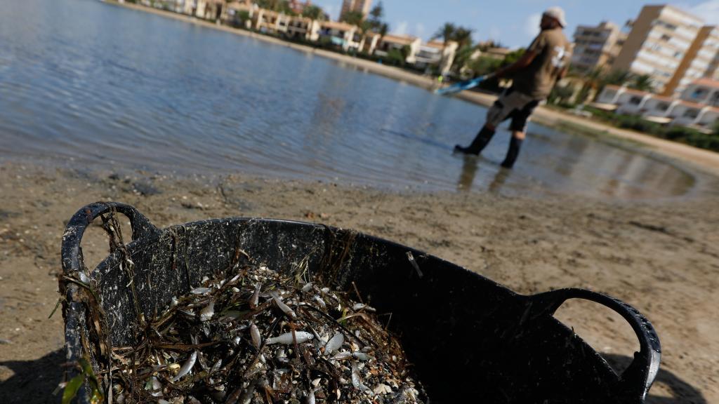 Peces muertos en el Mar Menor.