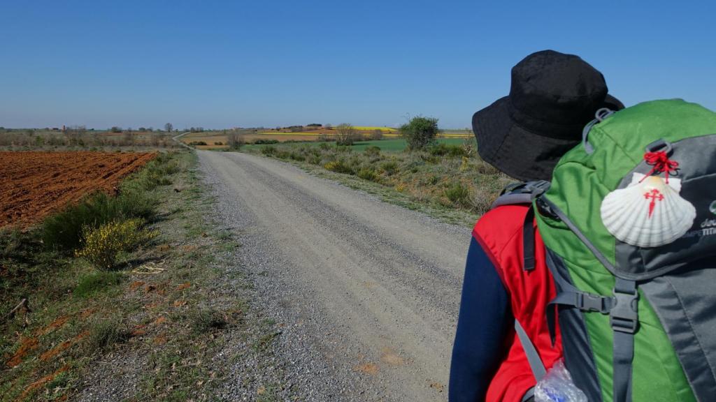 Su presencia en Galicia y en otros lugares del ámbito atlántico lo han convertido en uno de los símbolos más reconocibles del Camino de Santiago.