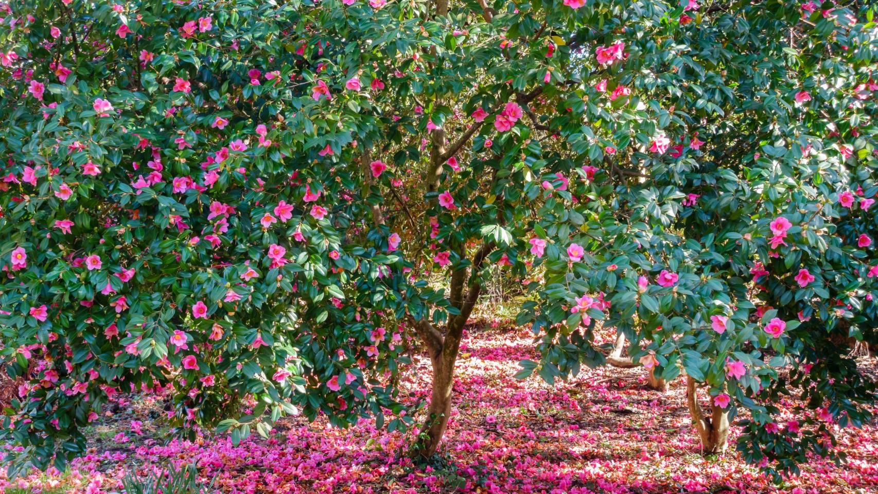 La camelia gallego, la flor gallega por excelencia.