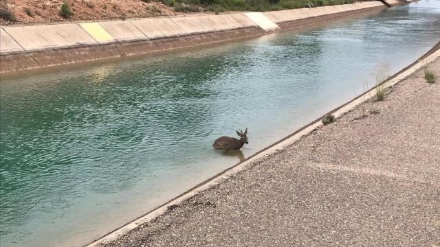 Animal atrapado en el Trasvase Tajo-Segura. Foto: FUNDACIÓN ARTEMISAN