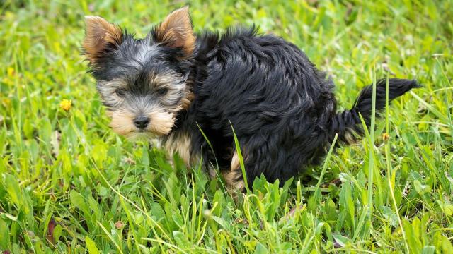 ¿Por qué tu perro te mira mientras hace caca?