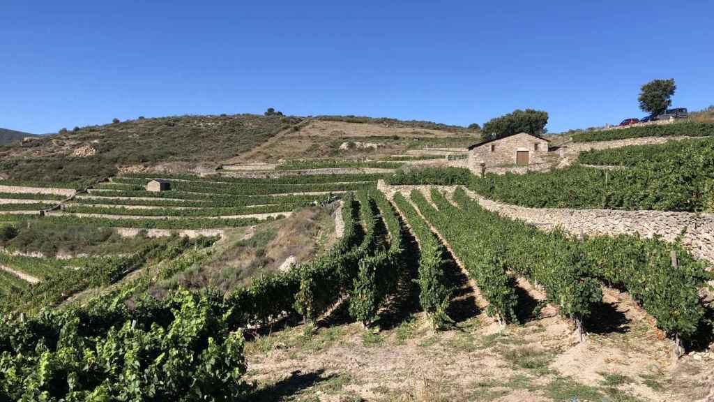 Parcela de la bodega Rafael Palacios.