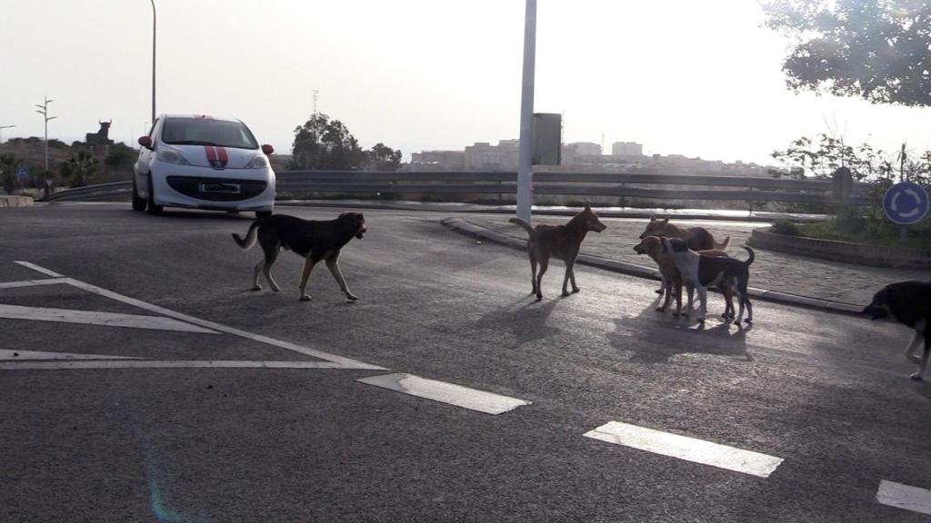 Un grupo de perros asilvestrados, en una carretera de la Ciudad Autónoma de Melilla