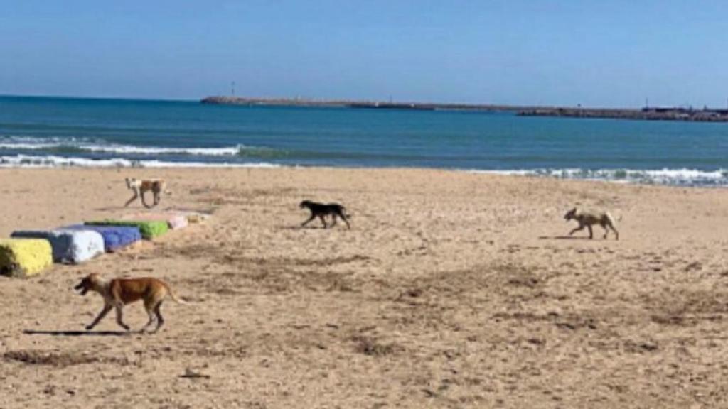 Otra manada de perros asilvestrados, en la playa de Melilla.