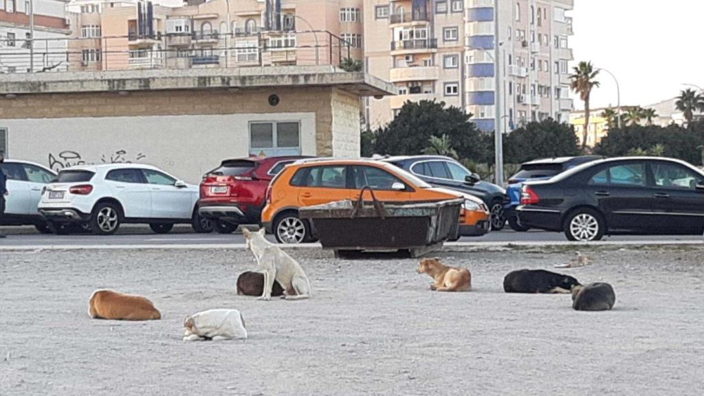 Varios perros asilvestrados y cimarrones descansan en un descampado de la Ciudad Autónoma.