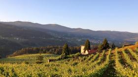 Torre la Moreira: Vino de la D.O. Rías Baixas con medalla de oro en los ‘Best Wine of Spain’