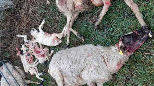 El lobo vuelve a atacar en la provincia de Zamora: una quincena de ovejas muertas en una semana
