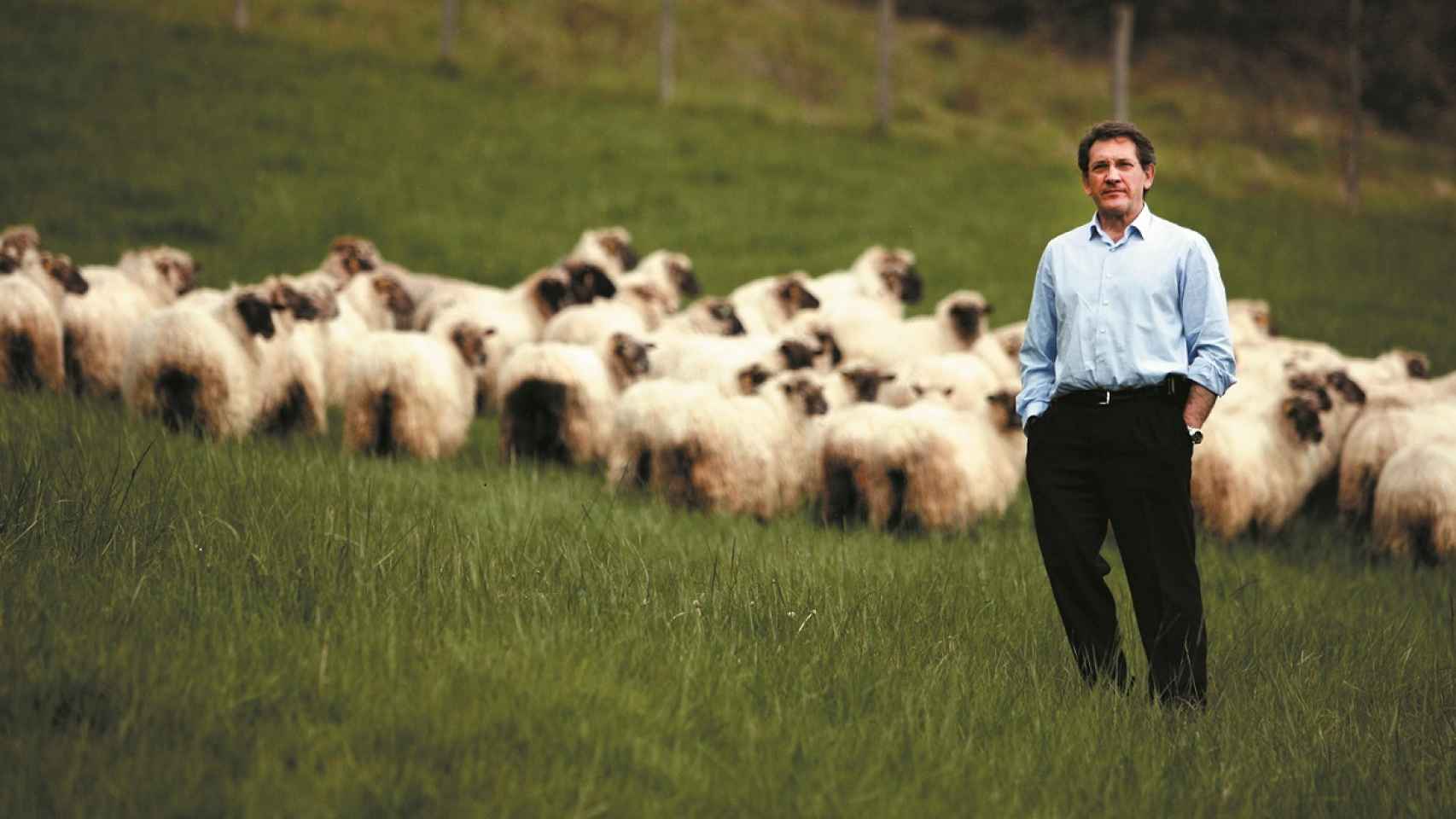 Mikel Sánchez, con un rebaño de ovejas. En ellas empezó a ensayar con el plasma rico en plaquetas.