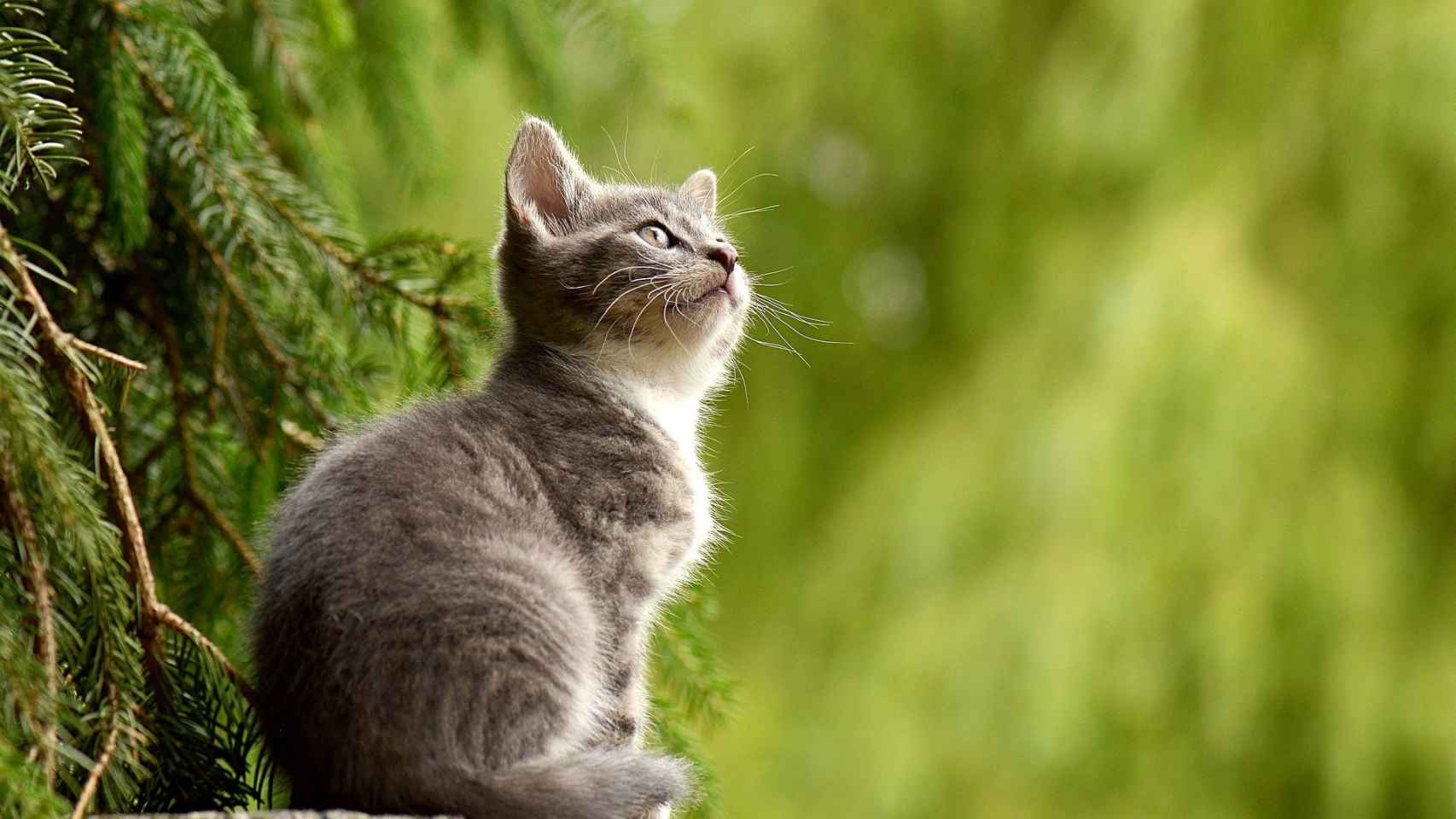 ¿Cuál es el origen de la expresión 'Dar gato por liebre'?