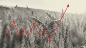 El trigo y el maíz se encarecen como consecuencia de la guerra en Ucrania.