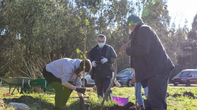 Reforestación de las Mariñas Coruñesas.