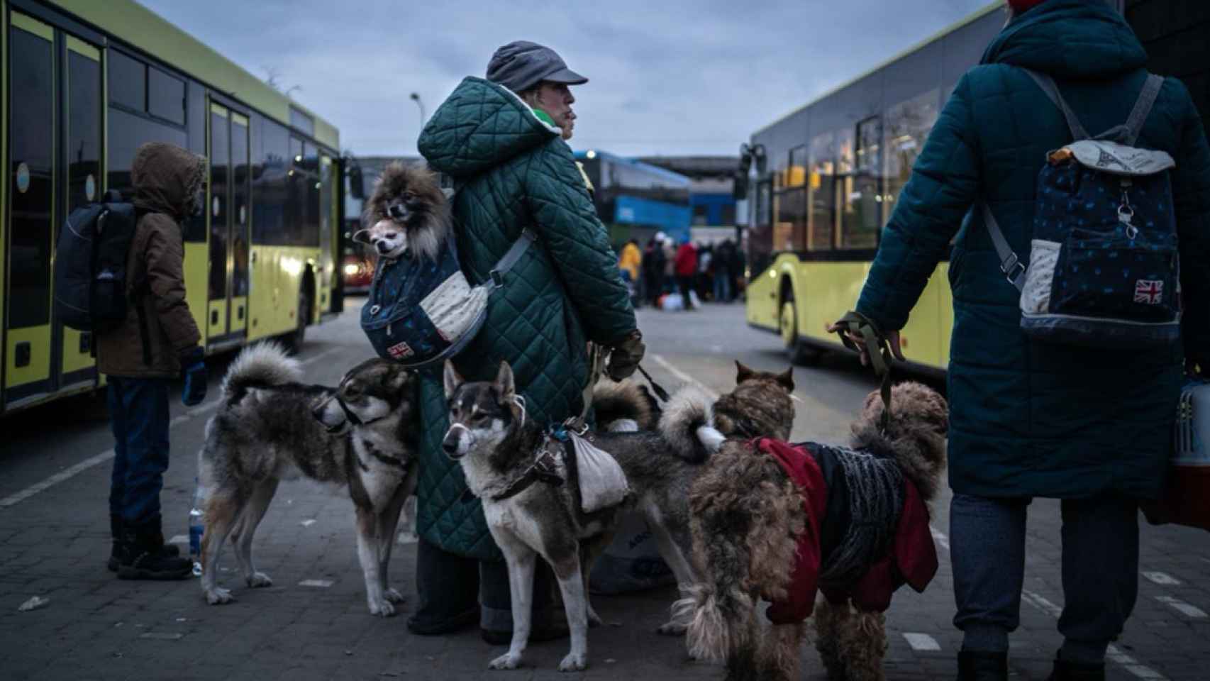 La dueña de siete canes busca autobús para viajar con ellos y salir de Ucrania.