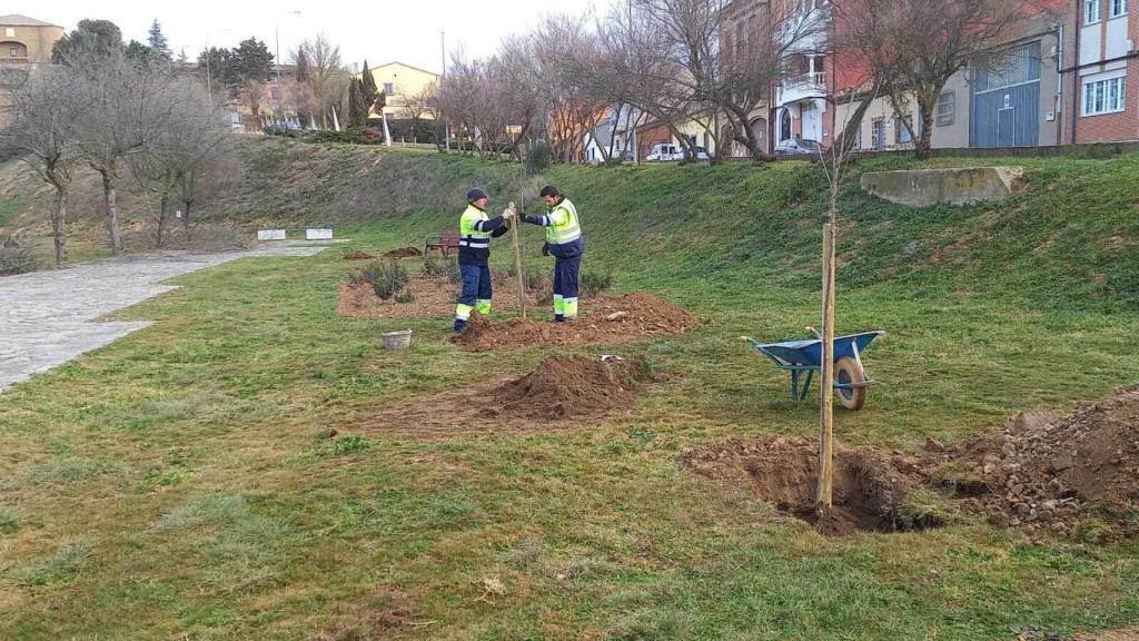 Labores de replantación cerca del parador de Benavente