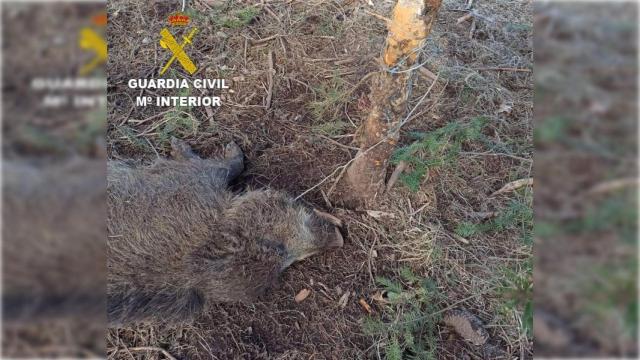 Jabalí muerto atrapado por un lazo.