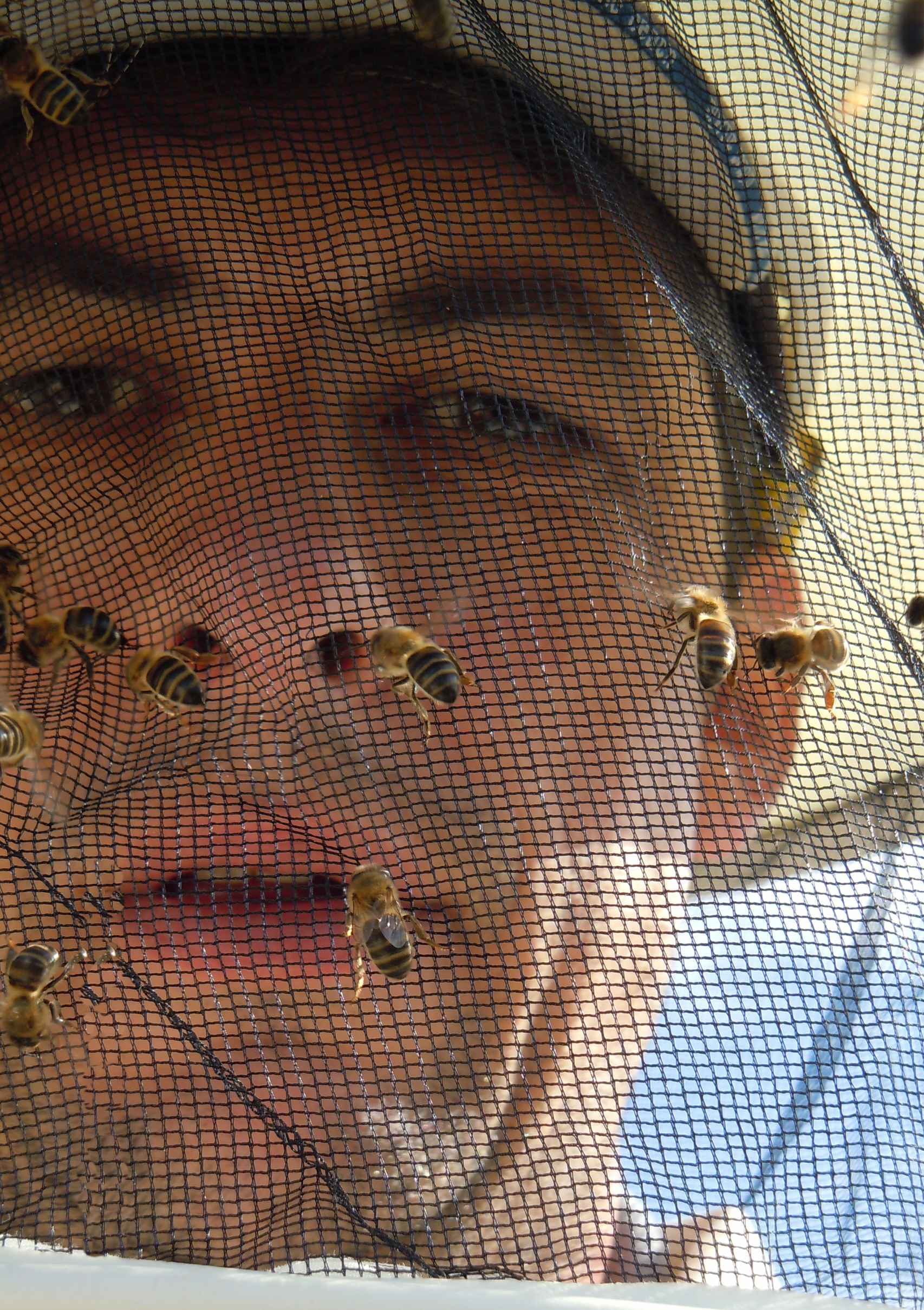Roberto García Cuenca, apicultor