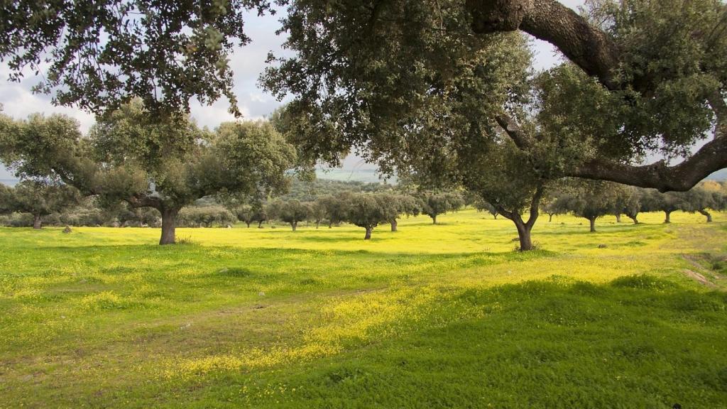 Investigadores de la UVa detectan hongos insecticidas contra el control de plagas y enfermedades forestales