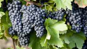 Castilla-La Mancha pierde la hegemonía de cultivar la variedad de uva más sembrada en España