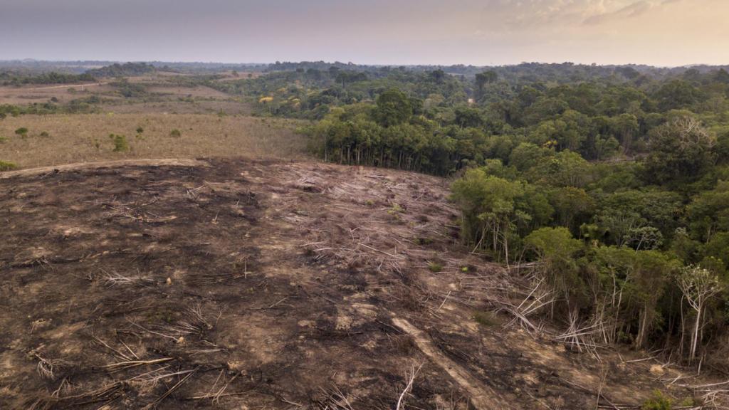 Vista aérea de las talas ilegales para la agricultura y la ganadería en el Bosque Nacional de Jamanxim, Brasil
