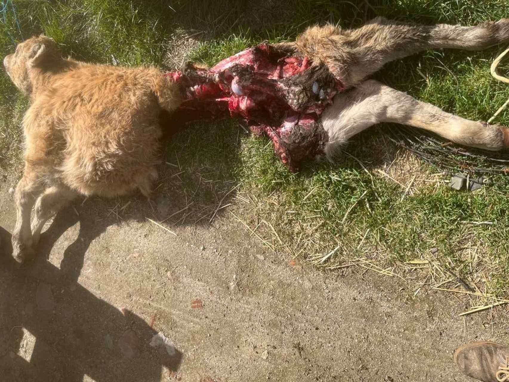 Ternero muerto por ataque de lobo en Horcajo Medianero