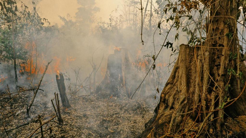 El Amazonas cruza el umbral crítico de la extinción y se enfrenta a un proceso de 'sabanización'