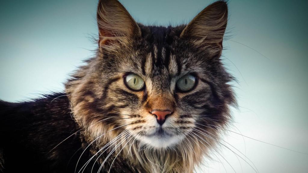 Maine Coon