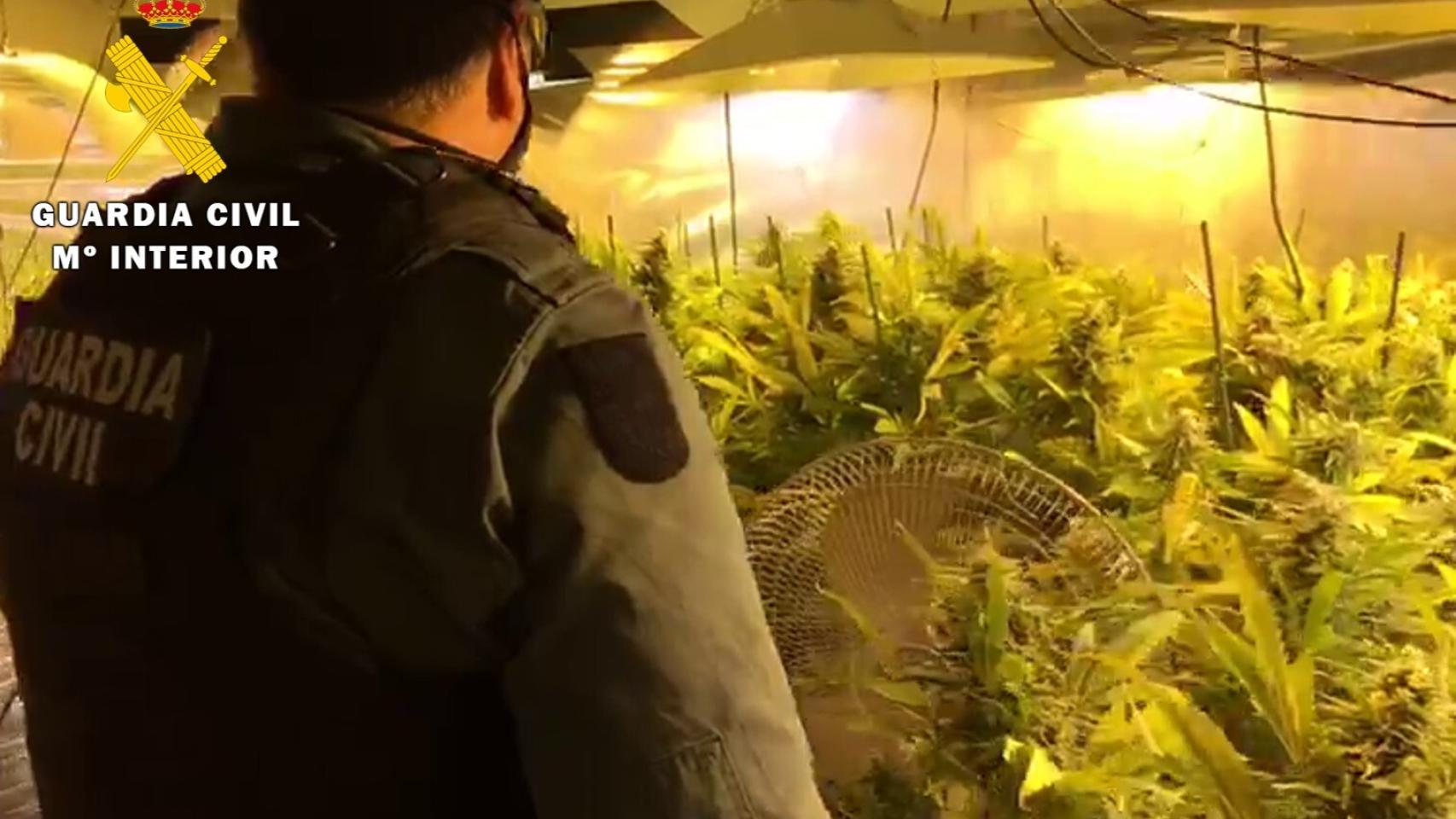 Imagen de la plantación de marihuana facilitada por la Guardia Civil de Burgos