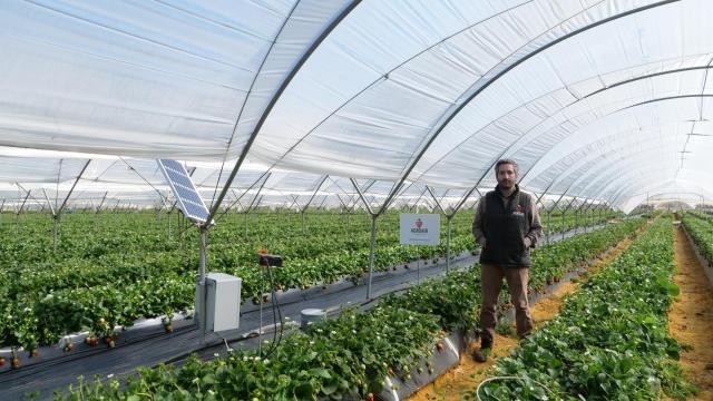 José Antonio Gutiérrez, fundador de AgroAir, en una de las plantaciones de fresas donde se ha aplicado su disruptora tecnología.