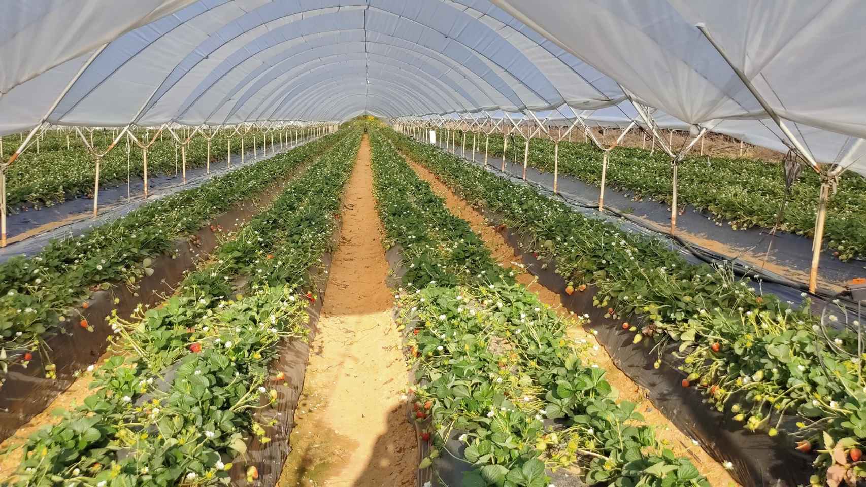 La tecnología de AgroAir reduce también los costes en mano de obra en la recolección de la fresa al evitar que los pasillos de las plantaciones se inunden y entorpezcan las labores manuales.