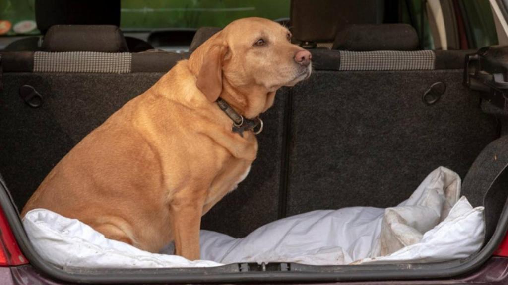 Un perro en el maletero de un vehículo.