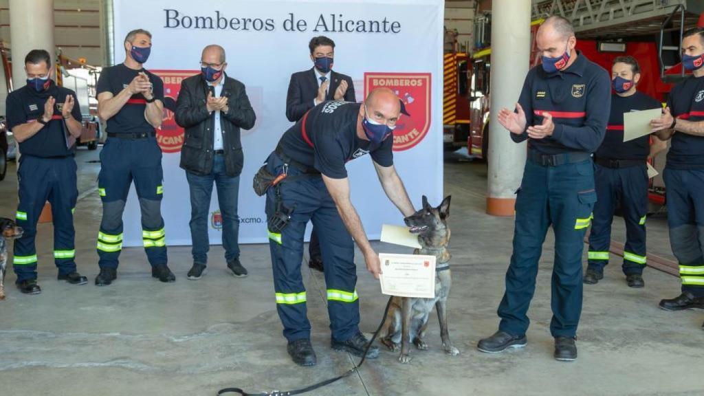 Reconocimiento público, con el alcalde de Alicante a la cabeza, para Piba en 2021 tras rescatar a Annie, una mujer de 70 años con Alzheimer, que llevaba varios días desaparecida.