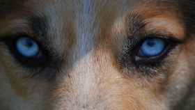 Glaucoma en perros : Síntomas, causas y tratamiento