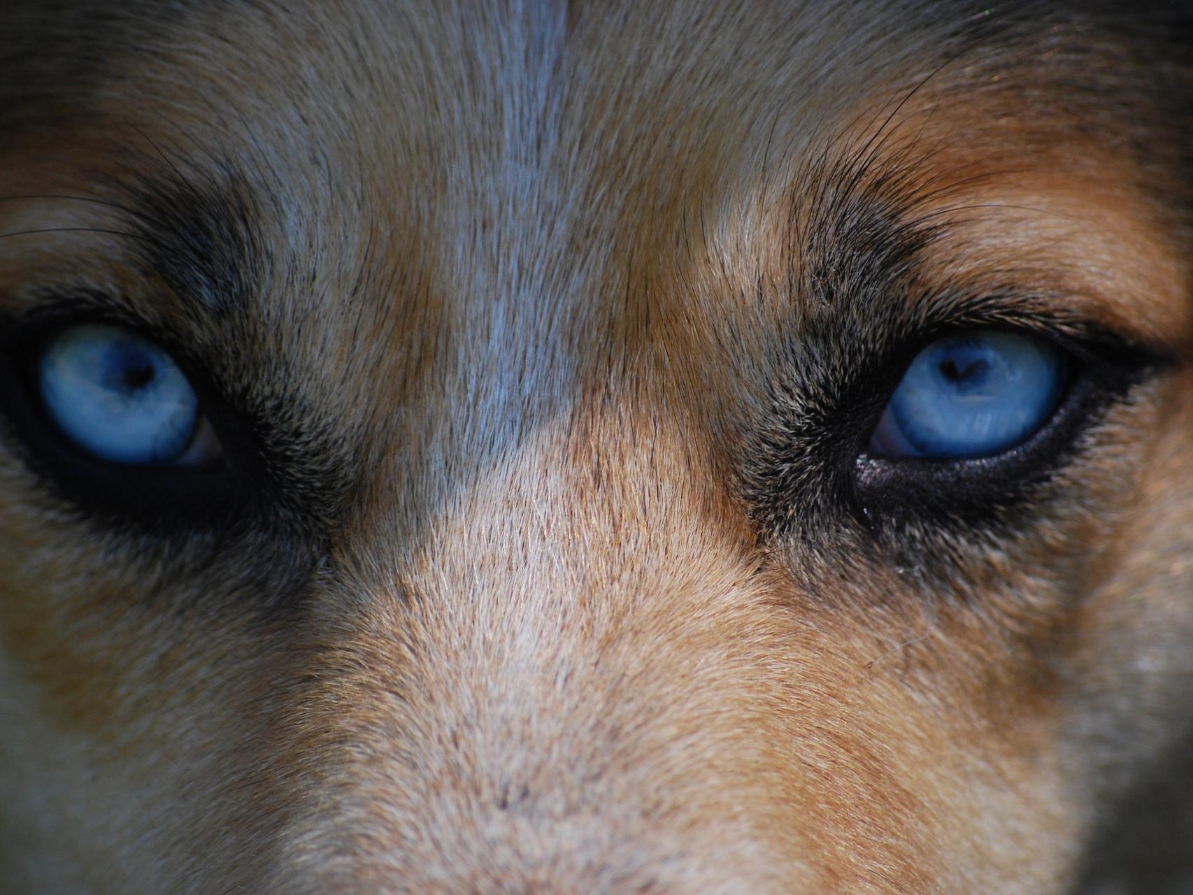 cómo desarrollan los perros el glaucoma