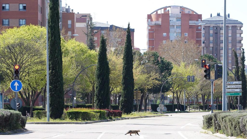 La Avenida de las Mieses completamente desierta el primer día del confinamiento / Ical