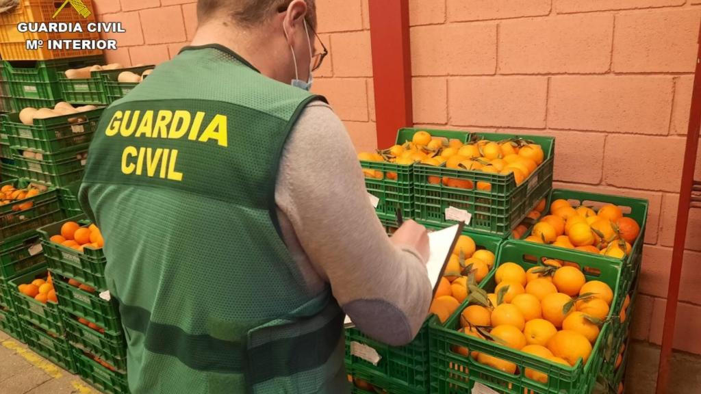 La Guardia Civil confisca 20 toneladas de naranjas contaminadas con clorpirifos.