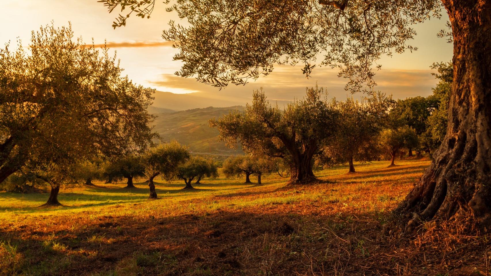 España es la cuarta potencia europea y la octava a nivel mundial en el mercado agroalimentario.  El 88% del país es suelo rústico, con cerca de un millón de explotaciones agrarias.